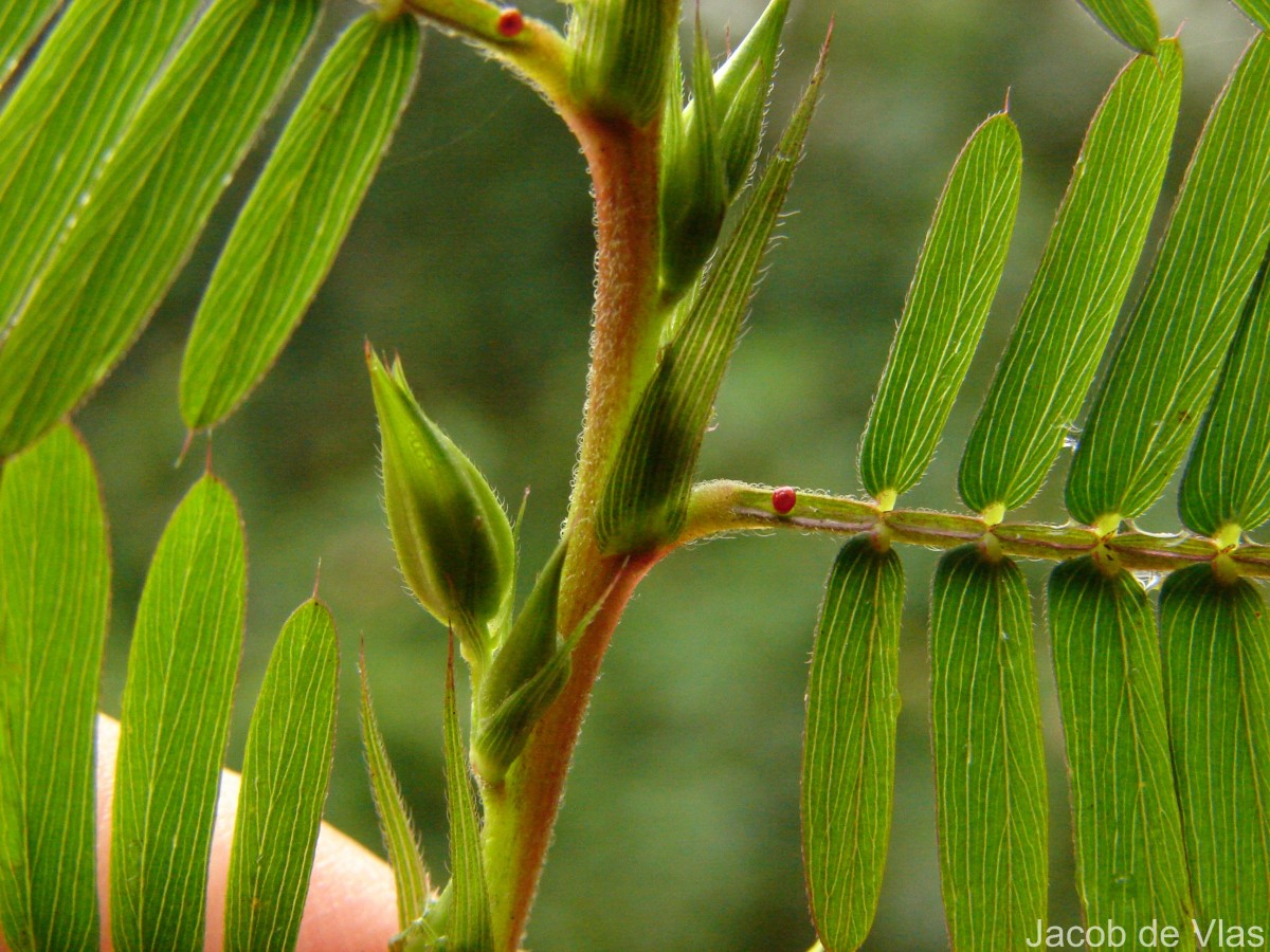 Chamaecrista nictitans (L.) Moench